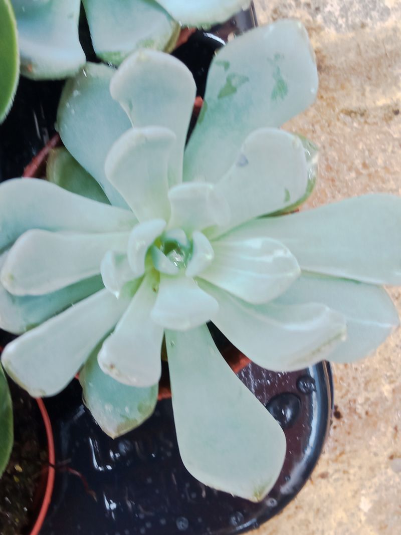 Plantas Suculentas Y Cactus A Elegir Ø5 Cm #ref19