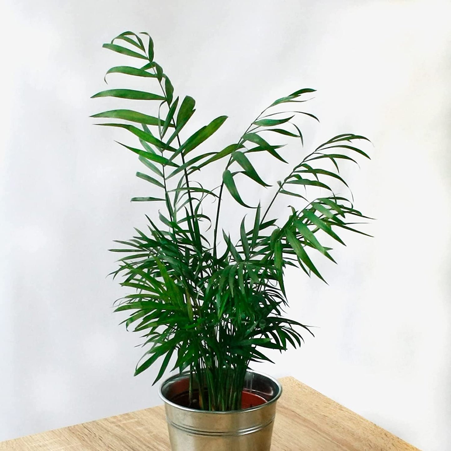 Pack 3 Plantas Naturales De Interior Chamaedorea + Dieffenbachia + Dracaena Marginata En Macetas Ø 1213 Cm Decoración Del Hogar_1