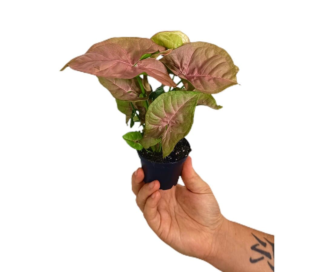 Syngonium Red Heart M7_0