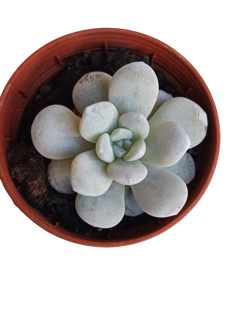 Echeveria Laui Planta Suculenta Ø5