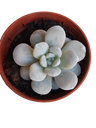 Echeveria Laui Planta Suculenta Ø5