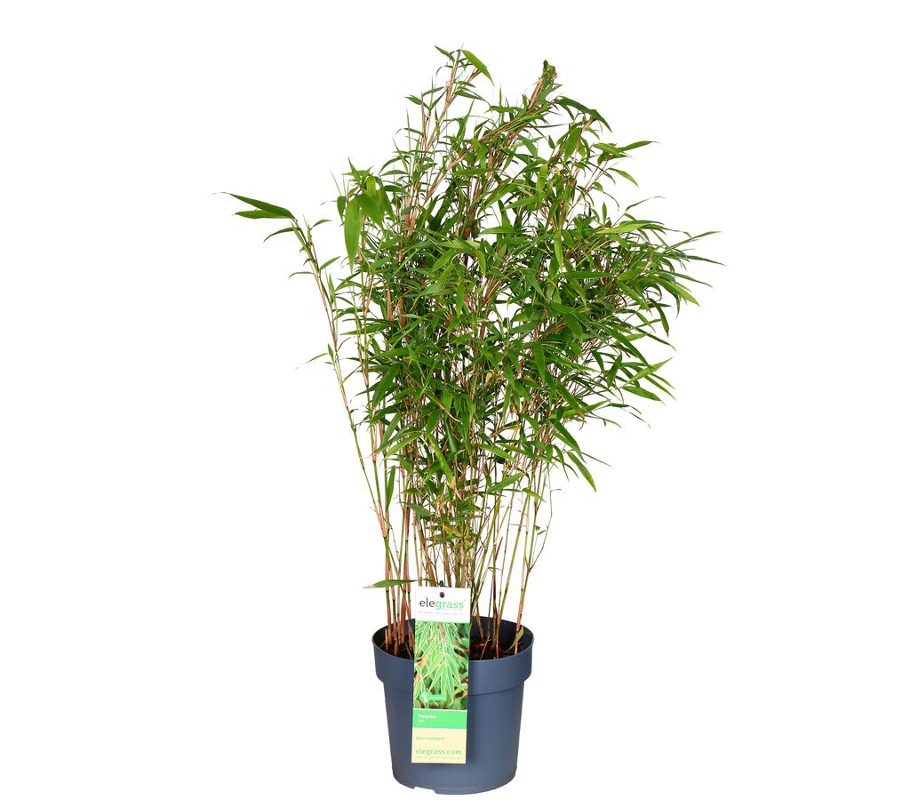 Planta Natural Bambu Fargesia M19 50cm Perfecta Para Exterior_0