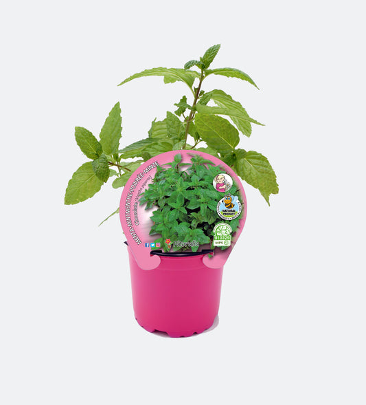 Menta Piperita En Maceta 10,5 Cm. Natural - Fitoralia