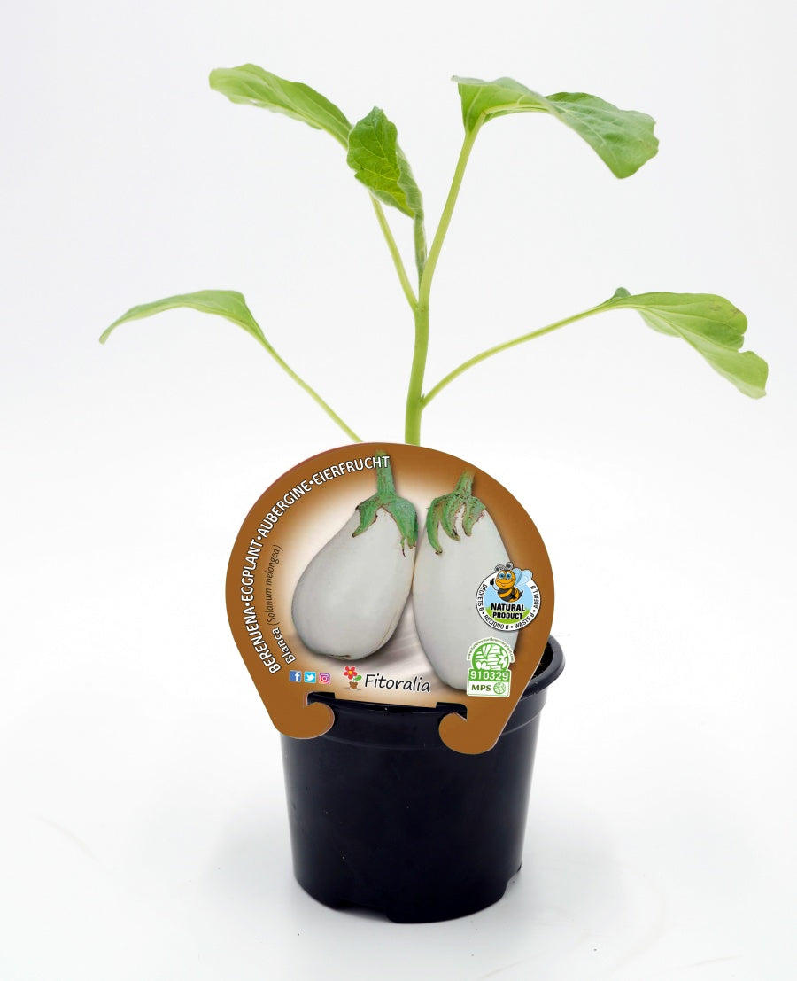 Plantón Berenjena Redonda Blanca En Maceta 10,5 Cm. Natural - Fitoralia_0