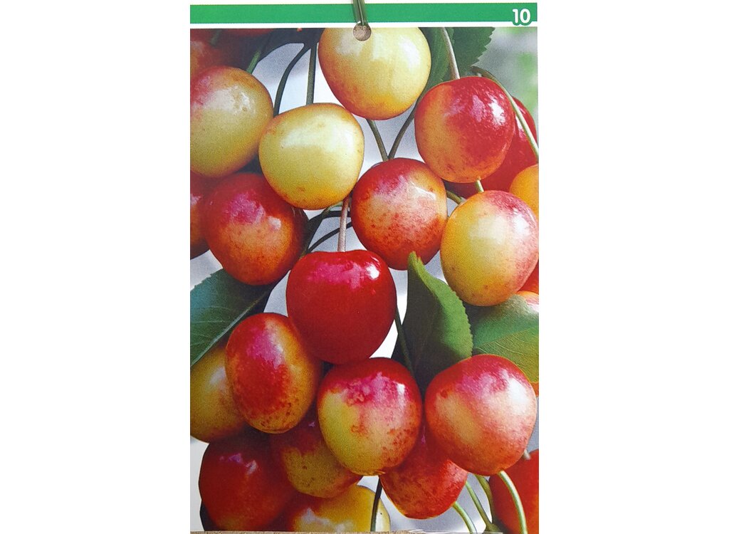 Ciruelo Mayero M25 100cm_1