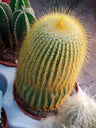 Planta Cactus Eriocactus Leninghausii Ø8 Cm