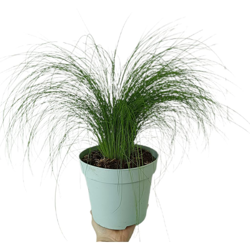 Stipa Tenuissima M17_0