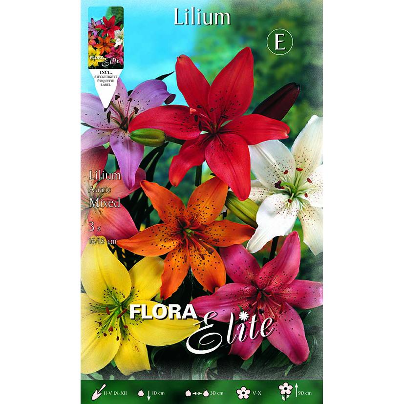 Bulbo Lilium asiatic mezcla 2 uds