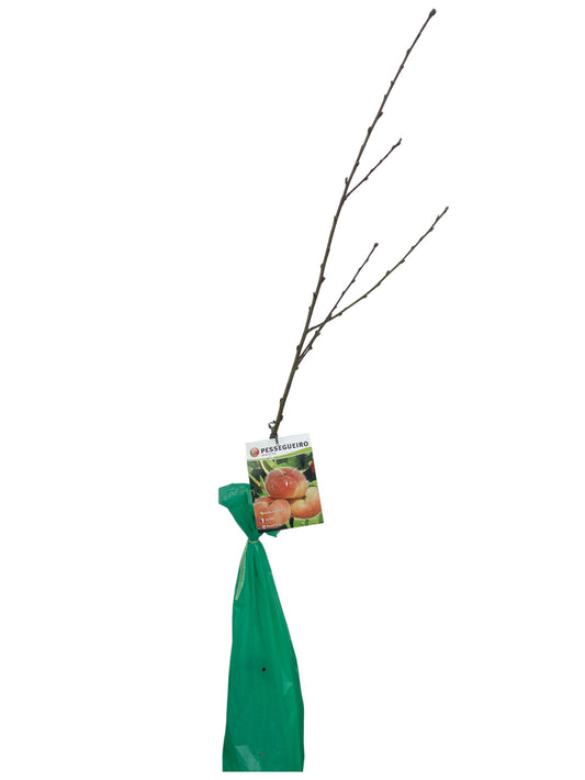 Frutal Paraguayo Cepellón 140cm_0