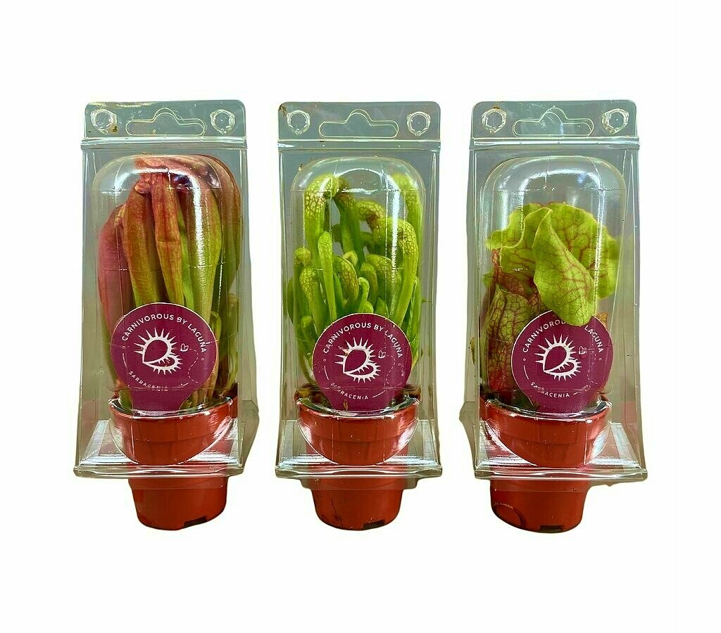 Sarracenia Mix M6 (unidad)_1