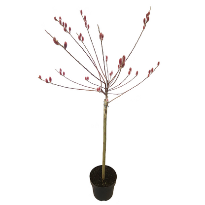 Sauce Arbustivo - Salix Gracilistyla 'mount Aso' - Altura 100-110cm - ⌀19cm_0