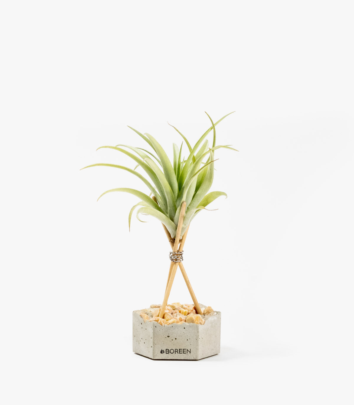 Planta De Aire Tillandsia Capitata Peach Con Hexágono De Hormigón, Piedras Rosadas Y Varillas De Madera_0