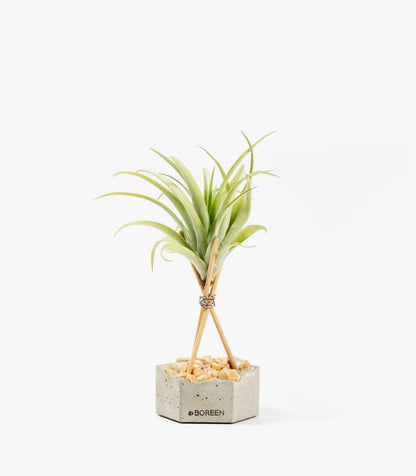 Planta De Aire Tillandsia Capitata Peach Con Hexágono De Hormigón, Piedras Rosadas Y Varillas De Madera_0