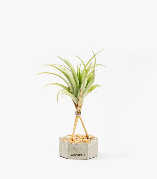 Planta De Aire Tillandsia Capitata Peach Con Hexágono De Hormigón, Piedras Rosadas Y Varillas De Madera_0
