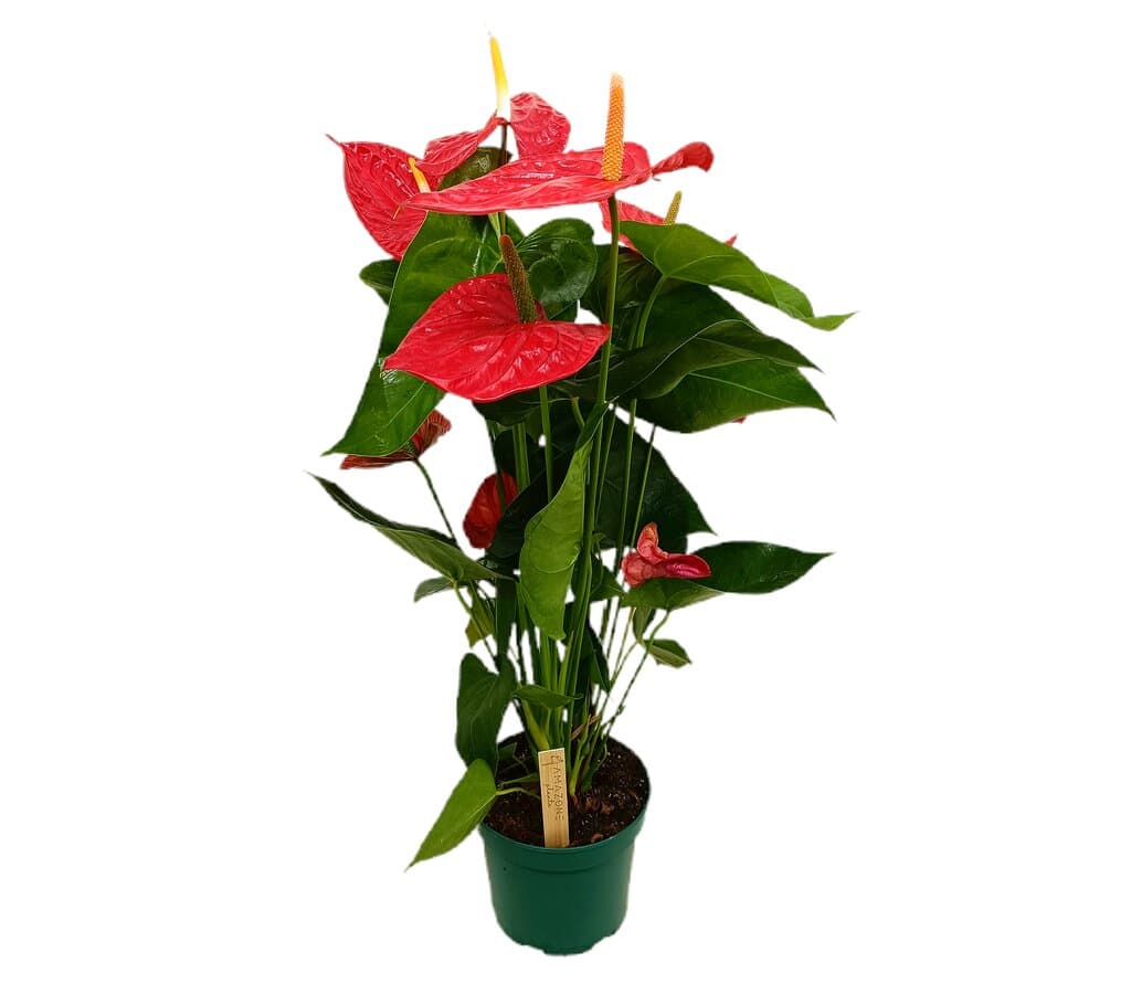 Anthurium Andreanum Oregon M17 60cm