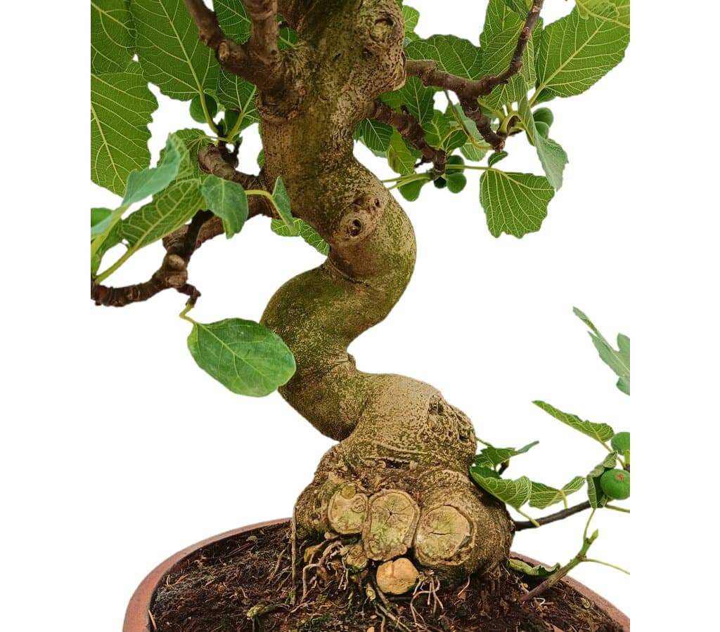 Bonsái Ficus Carica 24 Años (higuera)_2