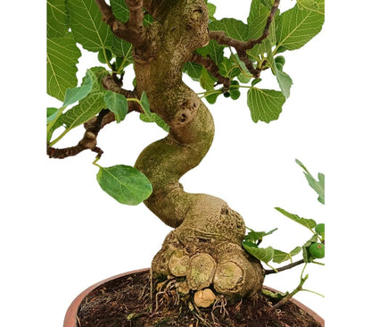 Bonsái Ficus Carica 24 Años (higuera)