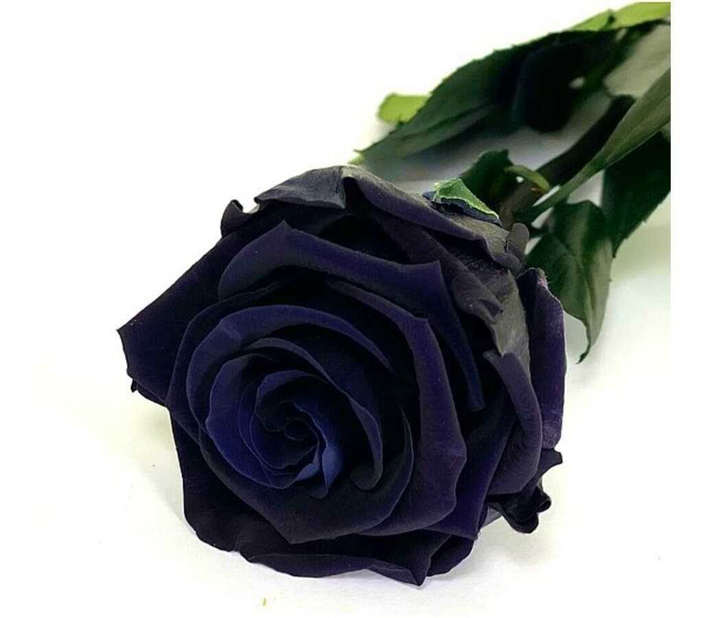 Mundo Eterno Rosa Preservada Negra 25cm