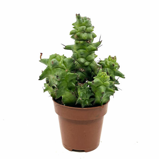 Euphorbia Horrida Monstruosa Cactus Y Suculentas M8,5 cm Ø_0