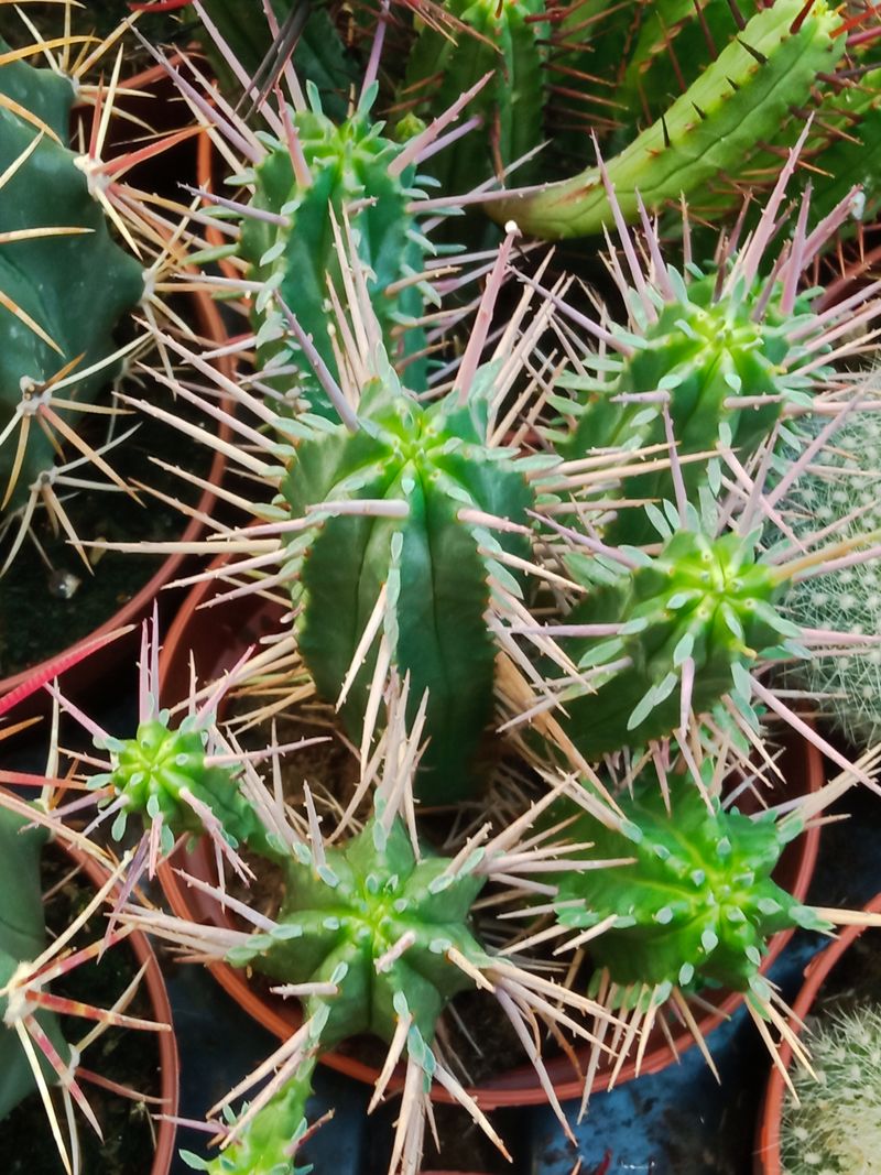 Euphorbia Ferox Planta Suculenta 8 Cm