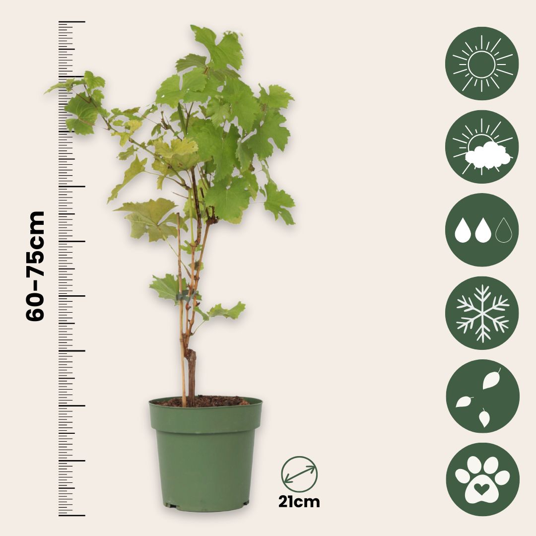 Planta De Uva - Vitis Vinifera ‘himrod’ - Altura 60-75cm - ⌀21cm_2