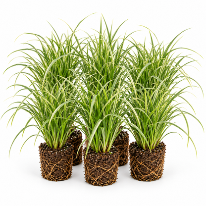 Cárex - Carex - 12 Plantas_0