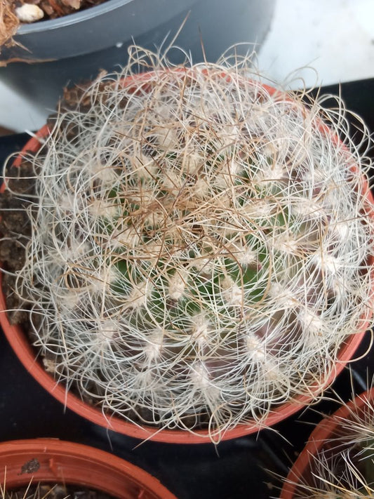 Cactus Neoporteria Senilis Planta Ø5 Cm_0