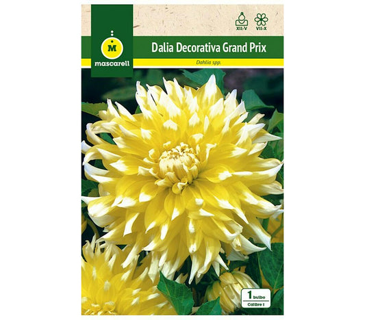 Bulbo Dalia Decorativa Grand Prix Amarilla/blanca_0