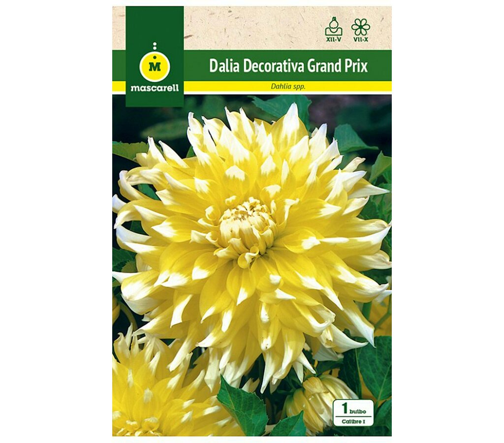 Bulbo Dalia Decorativa Grand Prix Amarilla/blanca_0