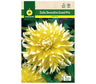 Bulbo Dalia Decorativa Grand Prix Amarilla/blanca