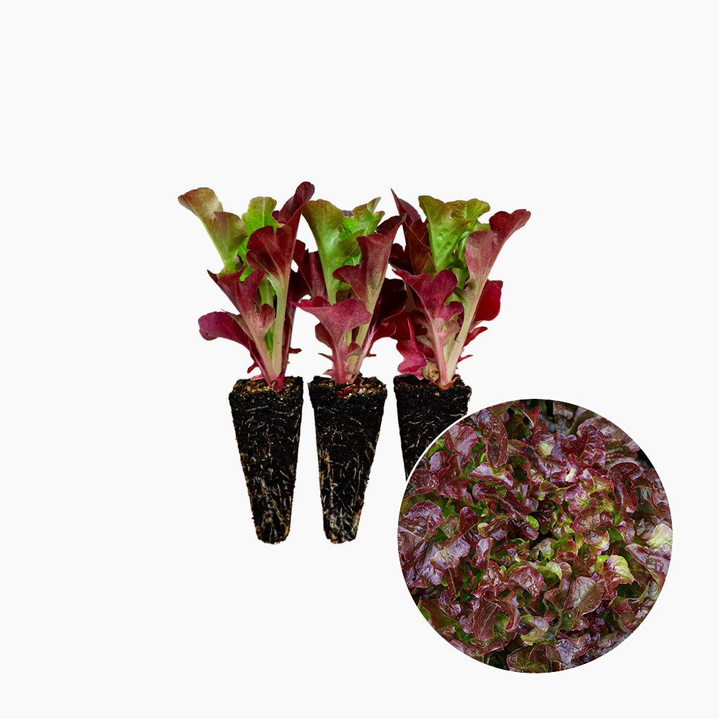 Plantón Lechuga Hoja De Roble Roja - Plantabo 10 Unidades_0