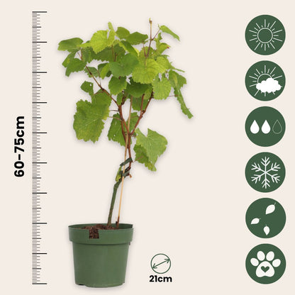 Planta De Uva - 2 Pzs - Vitis Himrod Vanessa - Altura 60-75cm - ⌀21cm