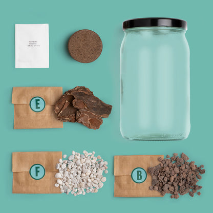 Kit Terrarium – Crea Tu Mini Jardín En Casa Con Plantas Y Ecosistema Natural | Regalo Decorativo Original_1