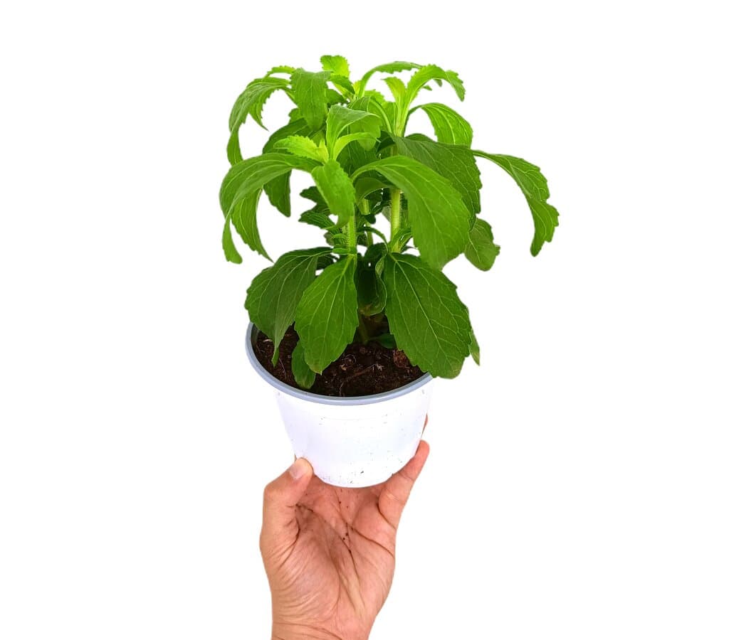 Stevia Rebaudiana M13_0
