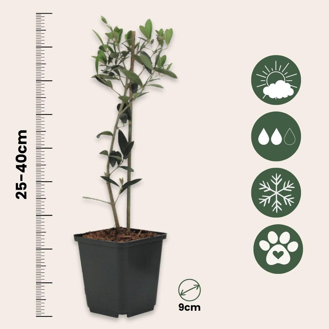 Arbusto De Olivo - 2 Pzs - Olea Europaea - Altura 25-40cm - ⌀9cm