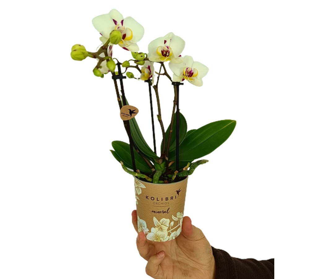 Phalaenopsis Multiflora M9 35cm_2