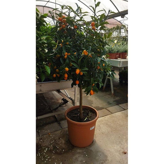 Kumquat M35 (naranjo Chino)_0