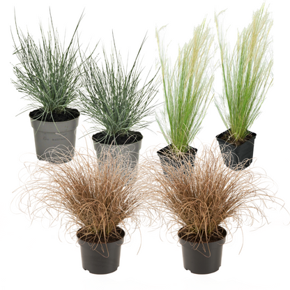 Hierbas Ornamentales - 6 Pzs - Stipa Festuca Carex - Altura 15-25cm - ⌀105cm_0