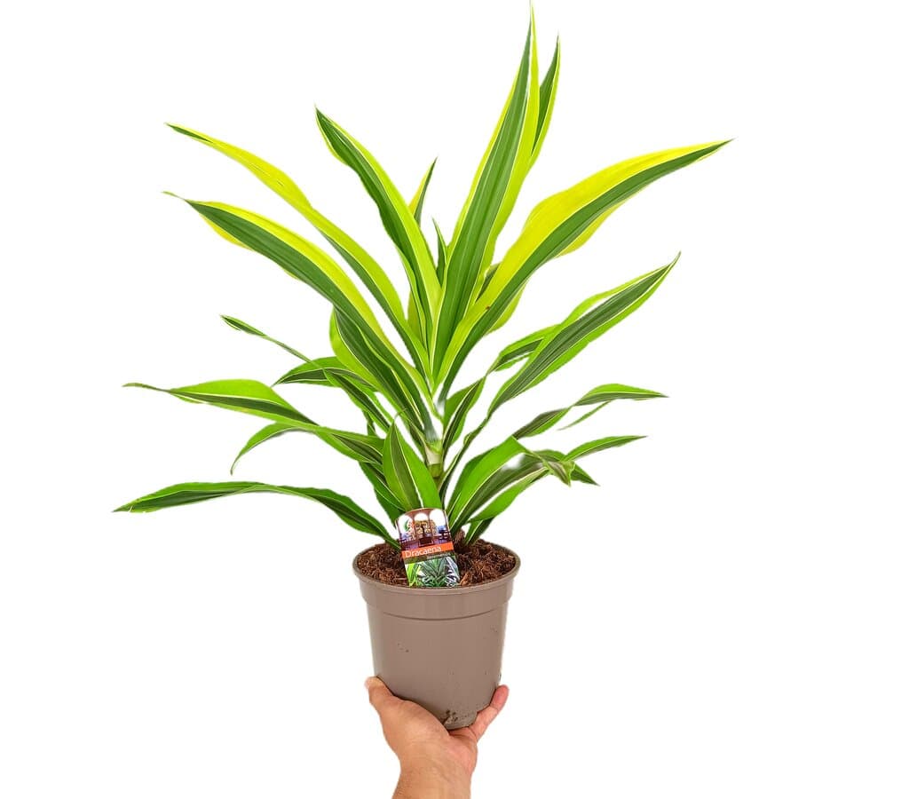 Dracena Lemon Line M17 50cm_0