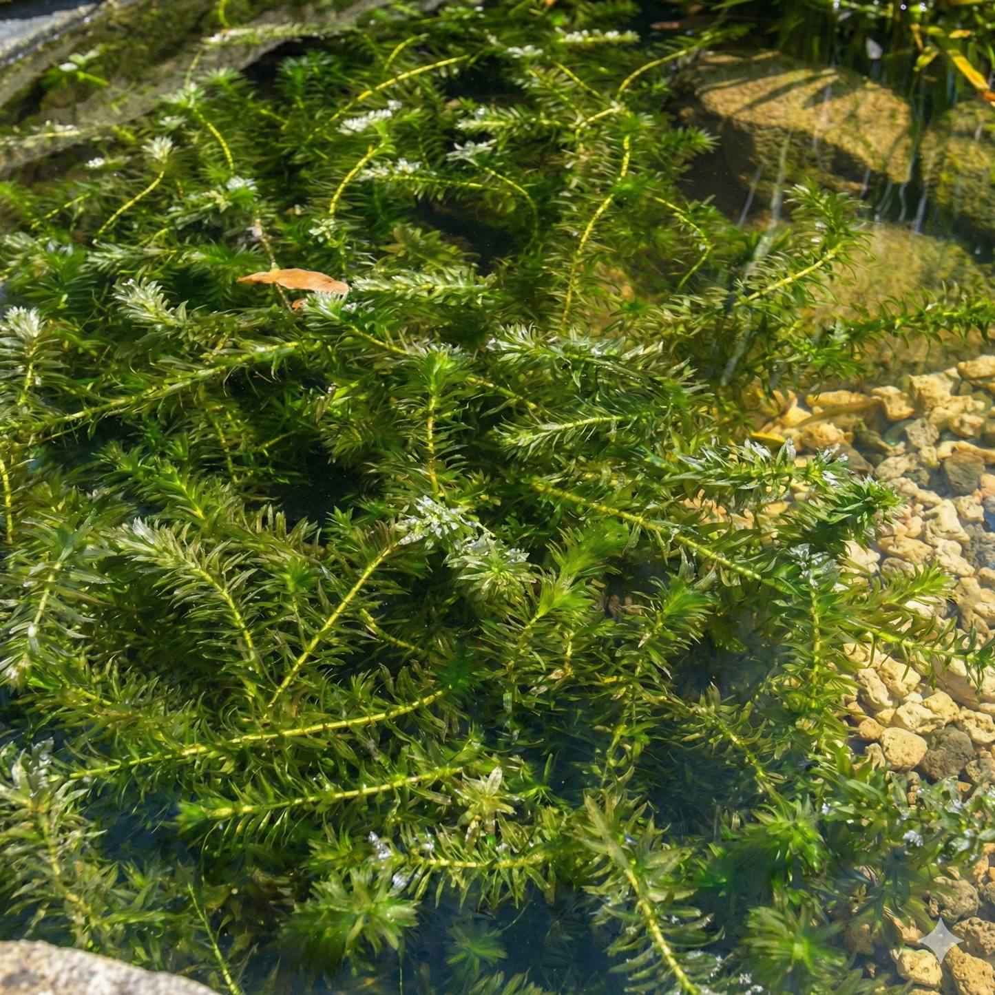 Elodea - Elodea Densa - 5 Unidades - Planta Oxigenante - Estanque_2