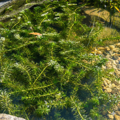 Elodea - Elodea Densa - 5 Unidades - Planta Oxigenante - Estanque_2