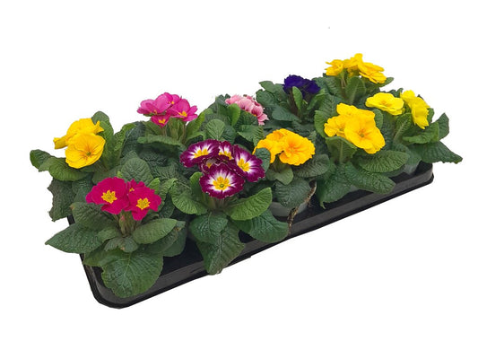 Primula Acaulis M10_0