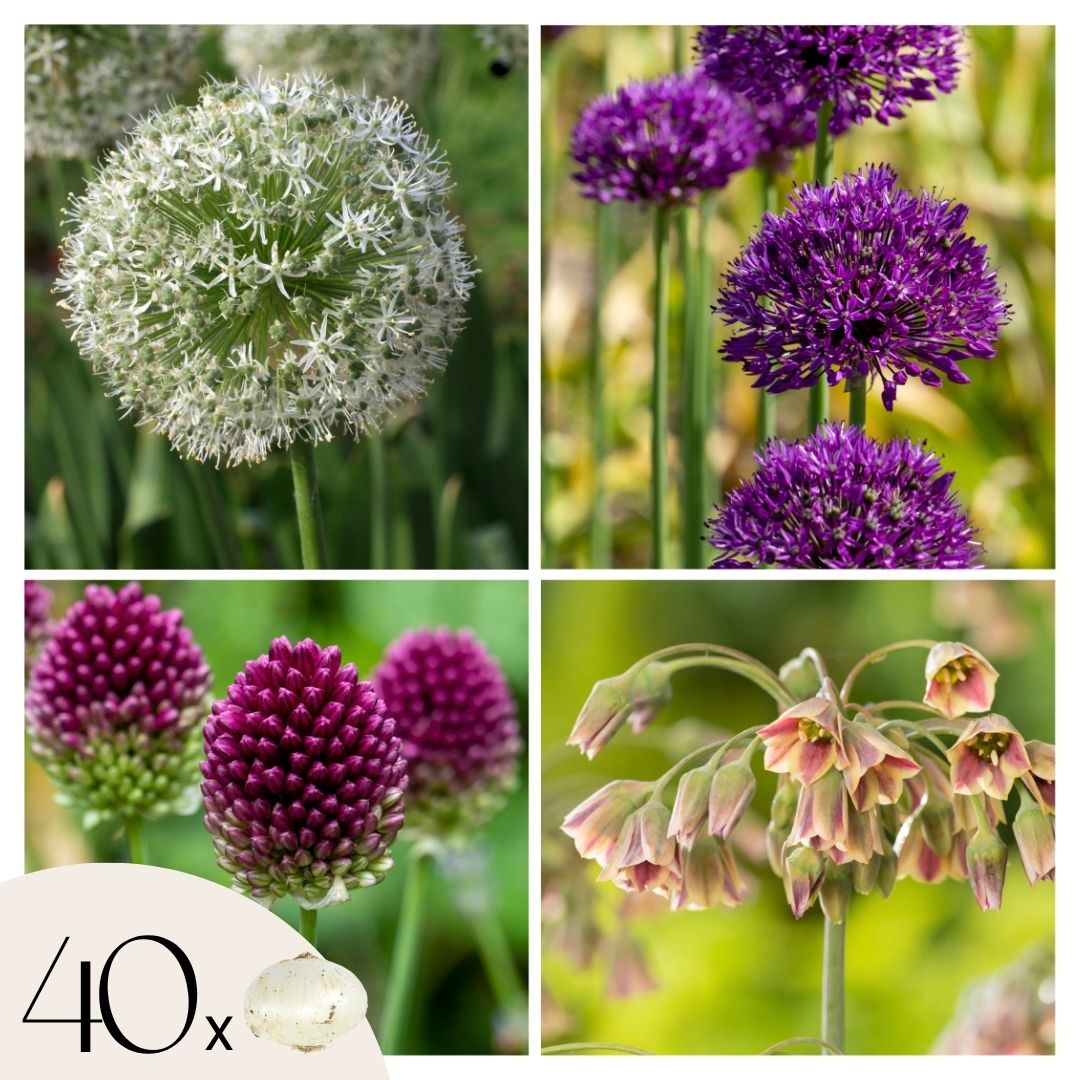 Bulbos De Allium - 40 Pzs - Allium Nectaroscordum - Bulbos De Flores_0