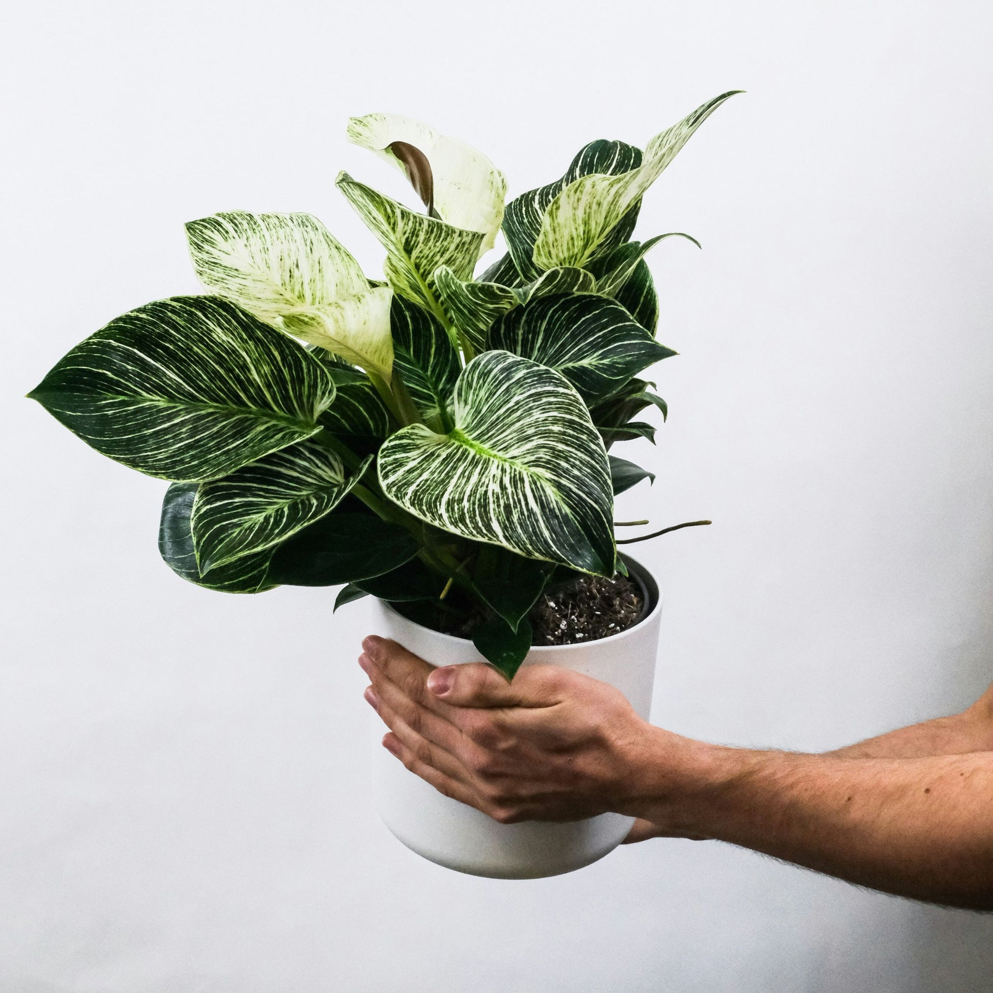 Planta Cebra - 4 Pzs - Aphelandra Squarrosa 'botanica' - Altura 25-45cm - ⌀13cm