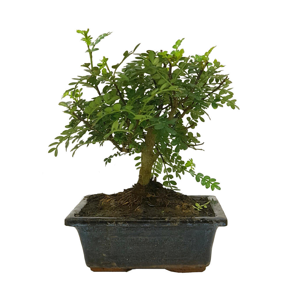 Pack Iniciación Bonsai Zanthoxylum 5 Años Incluye Tijeras Y Abono_1