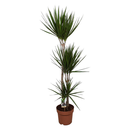 Dracena Marginata 3 Troncos 60-30-15 M21 120cm_0