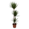 Dracena Marginata 3 Troncos 60-30-15 M21 120cm