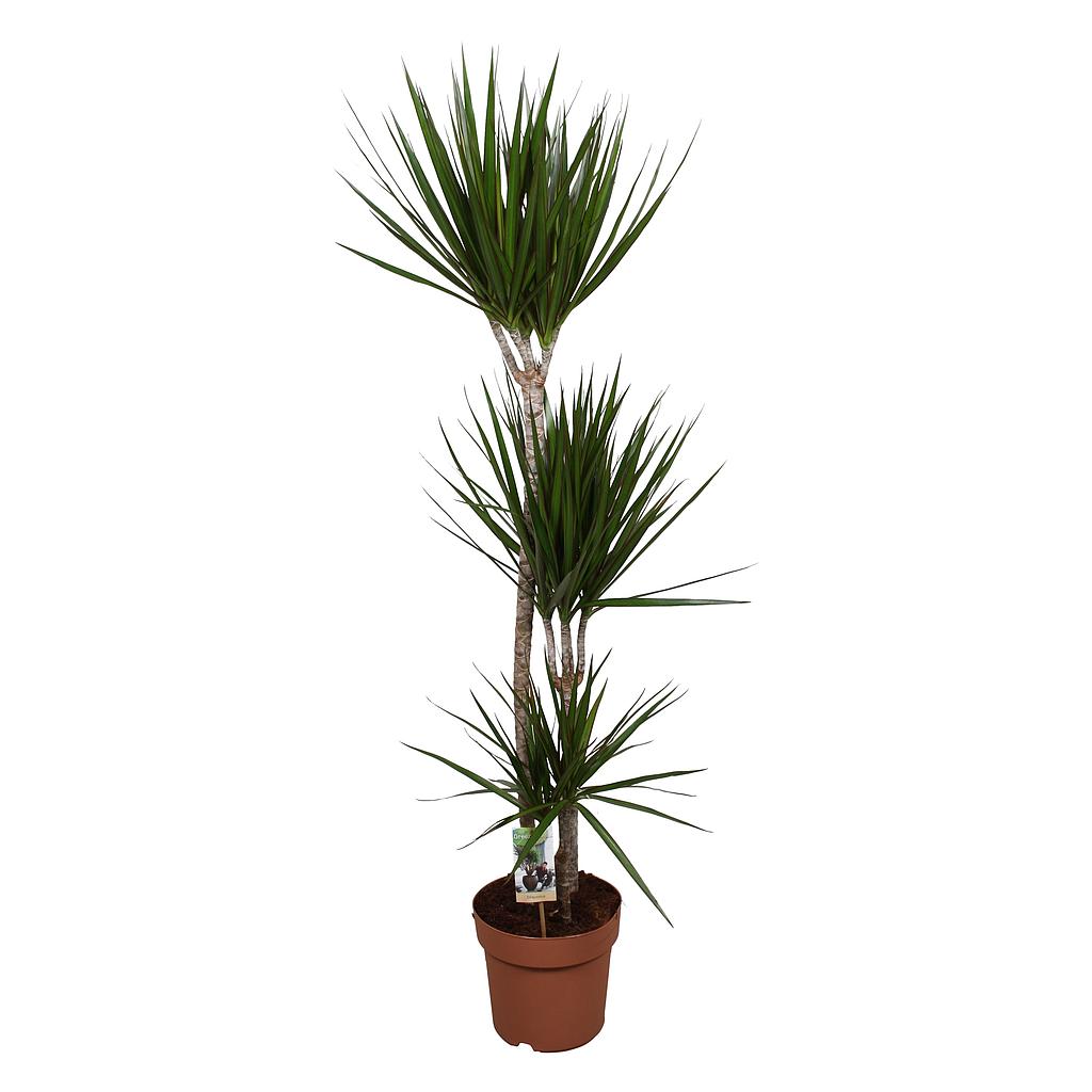 Dracena Marginata 3 Troncos 60-30-15 M21 120cm_0