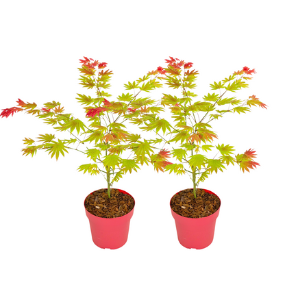 Arce Japonés - 2 Pzs - Acer Palmatum 'moonrise' - Altura 40-50cm - ⌀19cm