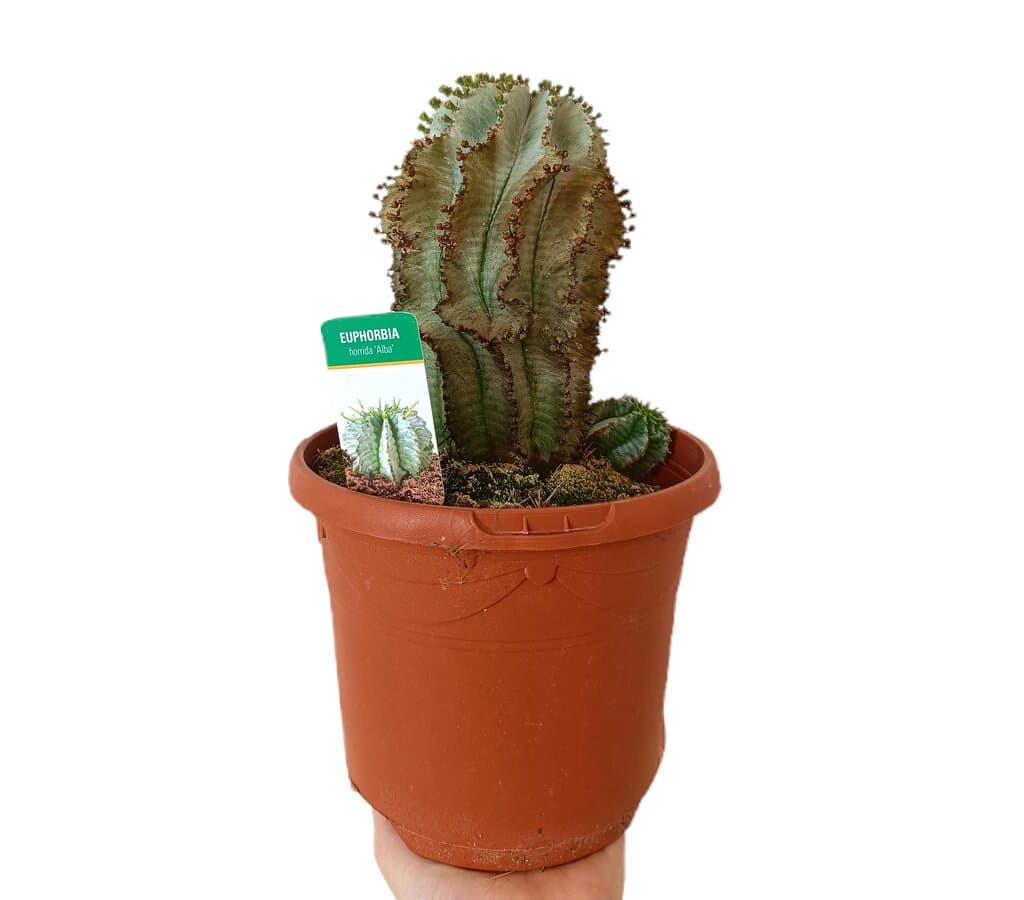 Euphorbia Horrida Alba M17_0